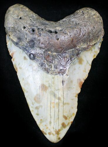 Bargain Megalodon Tooth - North Carolina #26019